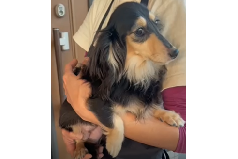 販売中のカニンヘンダックスフンド(ロングヘアード)の親犬